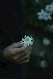 手上的雏菊