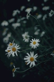 雏菊