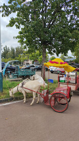 羊拉车