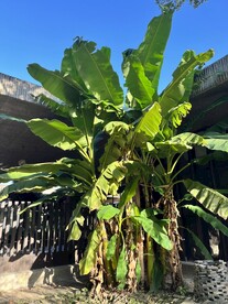 芭蕉