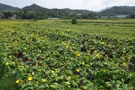 丝瓜基地