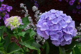 绣球花