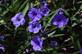 蓝花草