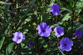 蓝花草