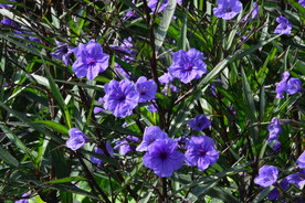 蓝花草