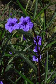 蓝花草 