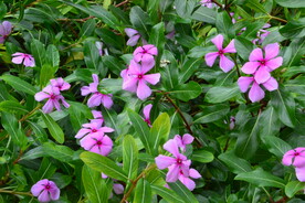 长春花 