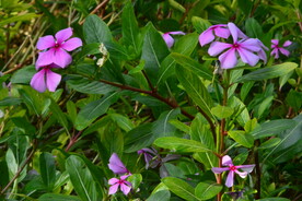 长春花 