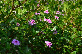 长春花 