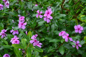 长春花