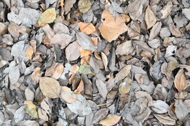 铺满落叶的地面