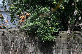 砖墙 橘子树 柿子树 青橘  