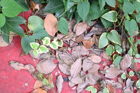 落叶 绿叶 红墙 情绪背景