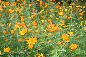 金鸡菊 黄色花朵 一片黄色花 
