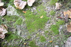 苔藓 青苔  造景植物 微景