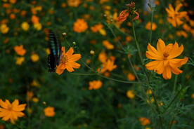 金鸡菊 黄色花朵 蝴蝶 