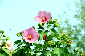 木芙蓉花