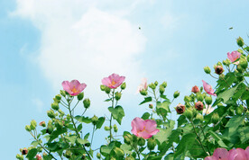 木芙蓉
