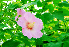 木芙蓉