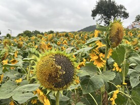 花海