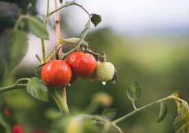 西红柿种植