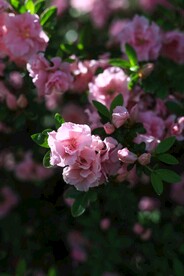 杜鹃花