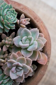 绿植多肉