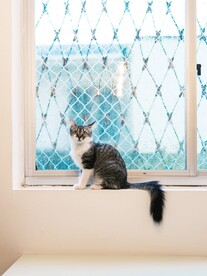 猫咪