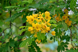 黄槐决明花