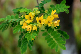 黄槐决明花