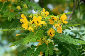 黄槐决明花