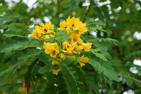黄槐决明花