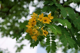 黄槐决明花