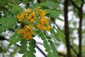 黄槐决明花
