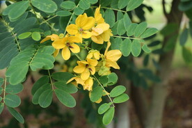 黄槐决明花