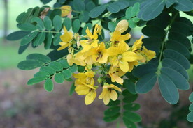 黄槐决明花
