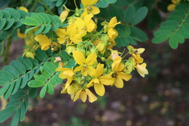 黄槐决明花