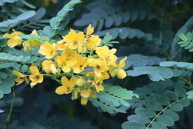 黄槐决明花