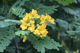 黄槐决明花