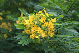黄槐决明花
