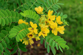 黄槐决明花