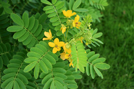 黄槐决明花