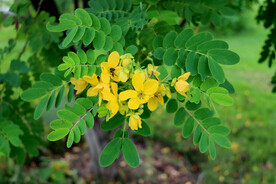 黄槐决明花
