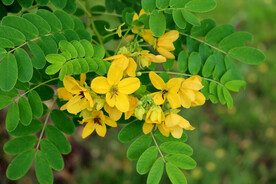 黄槐决明花