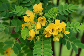 黄槐决明花