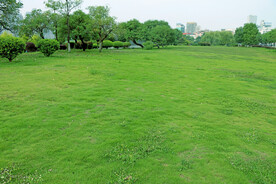绿草地