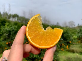 橙子