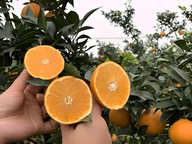 橙子
