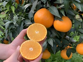橙子