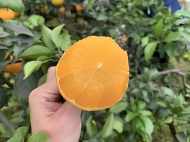 橙子